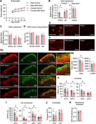 Slick potassium channels limit TRPM3-mediated activation of sensory neurons